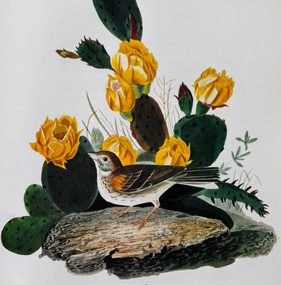 1979 Vesper Sparrow Color Plate Print Audubon Birds Of America Vintage Art F15L