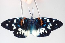 M25775. Unmounted butterflies: Zygaenidae sp. South Vietnam.