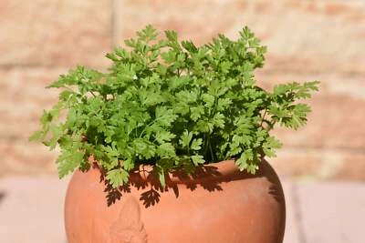 SEEDVILLE USA 150 GARDEN CHERVIL (Gourmet Parsley) Anthriscus Cerefolium Herb Flower Seeds