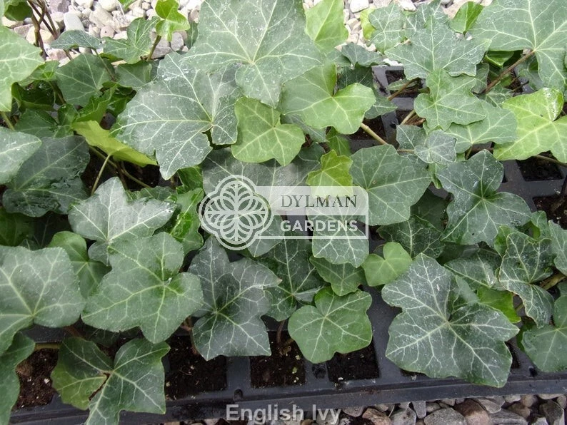 25 English Ivy Plants - Hedera helix - Groundcover - Size 2 - Free Shipping - Image 2 of 4