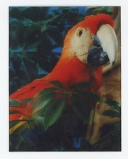 Colorful Macaw in Tree  3 1/2 by 4 1/2 inch Lenticular 3-D Picture Great 3-D!