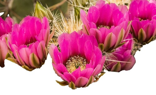 Echinocereus hancockii SEEDS - Hancock's hedgehog cactus | Hancock's  echinocereu | eBay