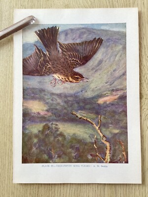 Vogel, Farbdruck, BAUMPFEIFEN SANGFLUG