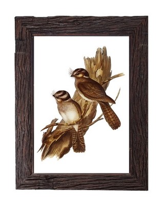 Vintage Nightjar Owl Bird Illustration 5x7 Owlet Botanical Art Print Decor