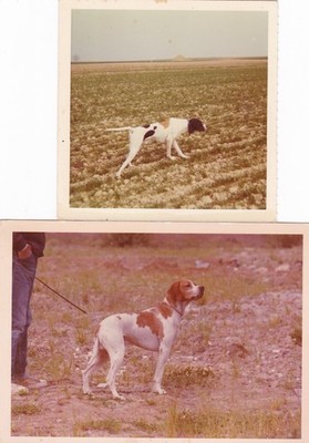 Zwei Vintage Farb Schnappschuss Fotos Zeiger Hund Jagd Haustiere