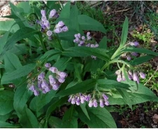 20 Organic Comfrey Seeds.US Grown Seeds.