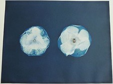 Cyanotype Print of Two Poppies by Scottish Artist, Alexander Hamilton, 1992
