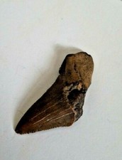 Shark Tooth 2 Inches Collecting Jewelry Making