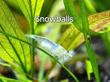 10  2 Pack Snowball   PLUS MOSS - HIGH Grade - Neocaridina Freshwater Shrimp