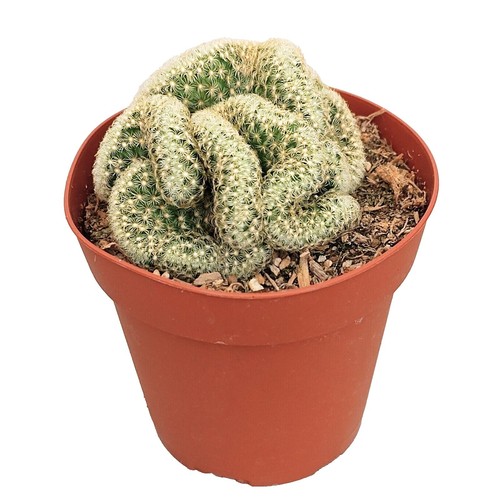 Mammillaria Hermosana 15 seeds | eBay