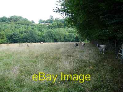 Photo 6x4 Meadow opposite the Old Rectory On Bunce Court Road. The grass  c2006