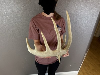 Whitetail Deer Antler Shed Horns Elk TROPHY Antlers Sheds 7pt DROP TINE