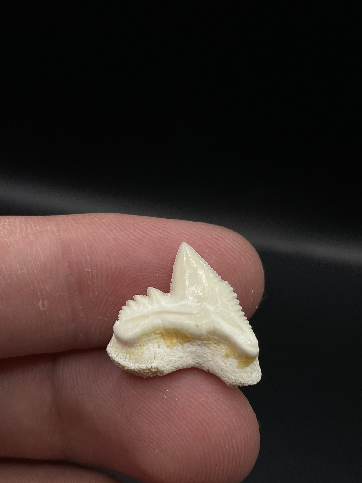 Unique Thick Modern 0.73” Tiger Shark Tooth from Scientific Study
