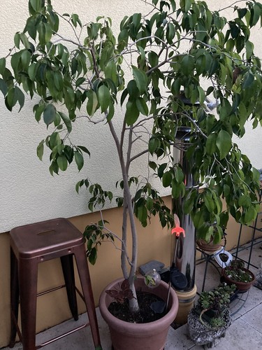 Büro-und Zimmerpflanze grüner Ficus benjamini - Birkenfeige-190 cm hoch - Bild 8 von 8