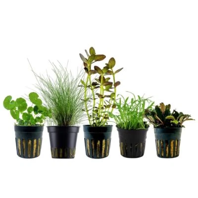 Kit De Plantes Aquarium AquaOne Nr.220 Avec 5 Pots Débutant Eau Douce - Photo 1/4