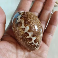 Large Map Cowrie Cypraea Mappa Natural Seashell Rare Real Beach Home Dec 2.5+"