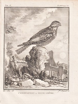 Schwalbe swallows Nachtschwalben Vogel Vögel bird engraving Buffon 1780 361926