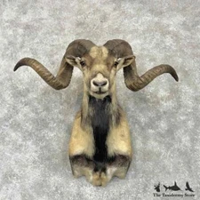 #30388 E | Corsican Ram Taxidermy Shoulder Mount For Sale
