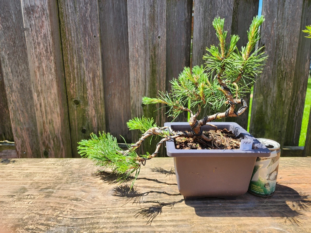 Pine Bonsai Pinus Bonsais for sale | eBay