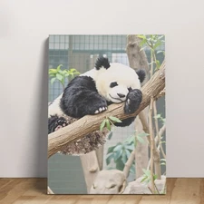 Modern Concise Panda Sleeping Tree Watercolor Decor Animals Canvas Prints