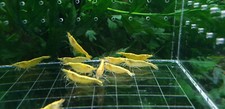 10 1 Neon Yellow Shrimp - Yellow Golden Back Neocaridina Shrimp - Ultra Gold
