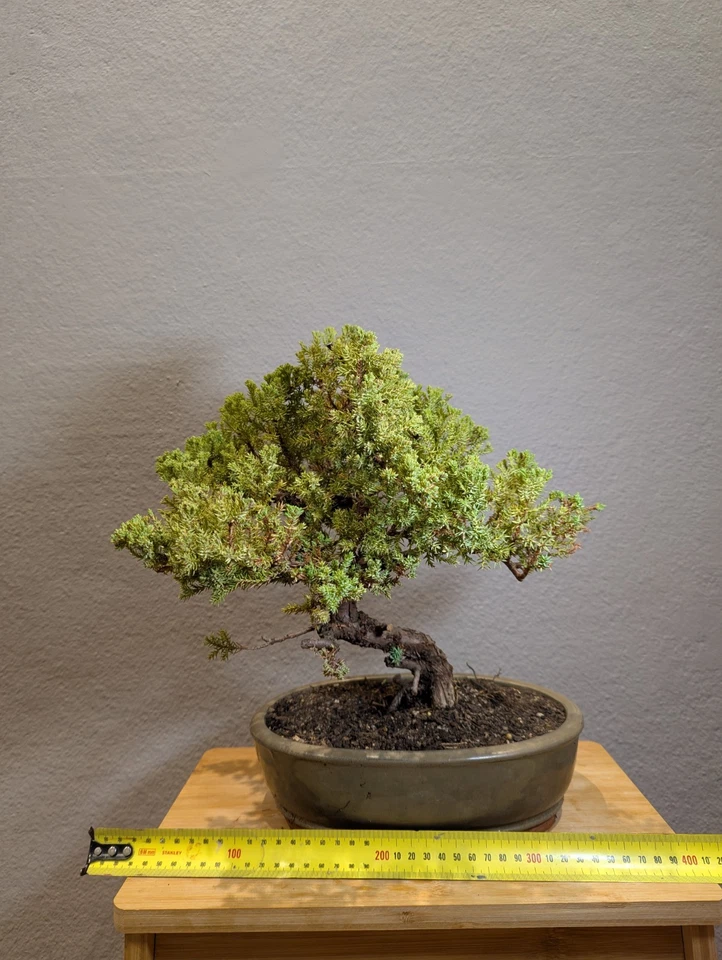 28 YEARS OLD JUNIPER BONSAI 'SQUAMATA' IN GLAZED POT - image 2 of 4
