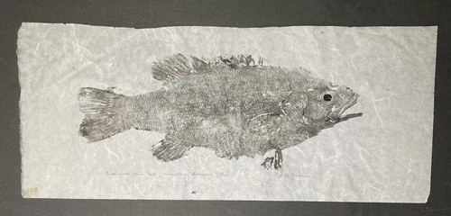 Gyotaku original Fish print - signed stamped  Small Mouth Black Bass 1/13