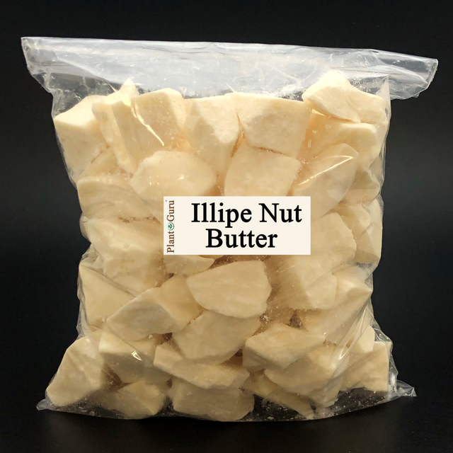 Illipe Nut Butter 100 Pure Cold Pressed Raw Organic For Skin Body and