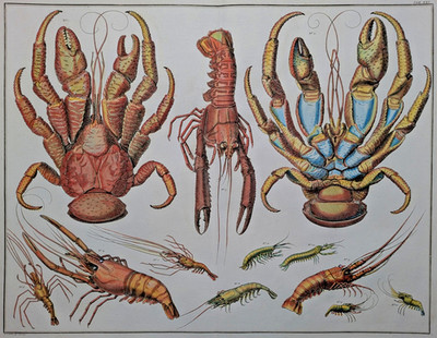 Albertus Seba 1758 - Hummer, Palmendieb, Garnelen, Langusten - Aufwendig - Rar