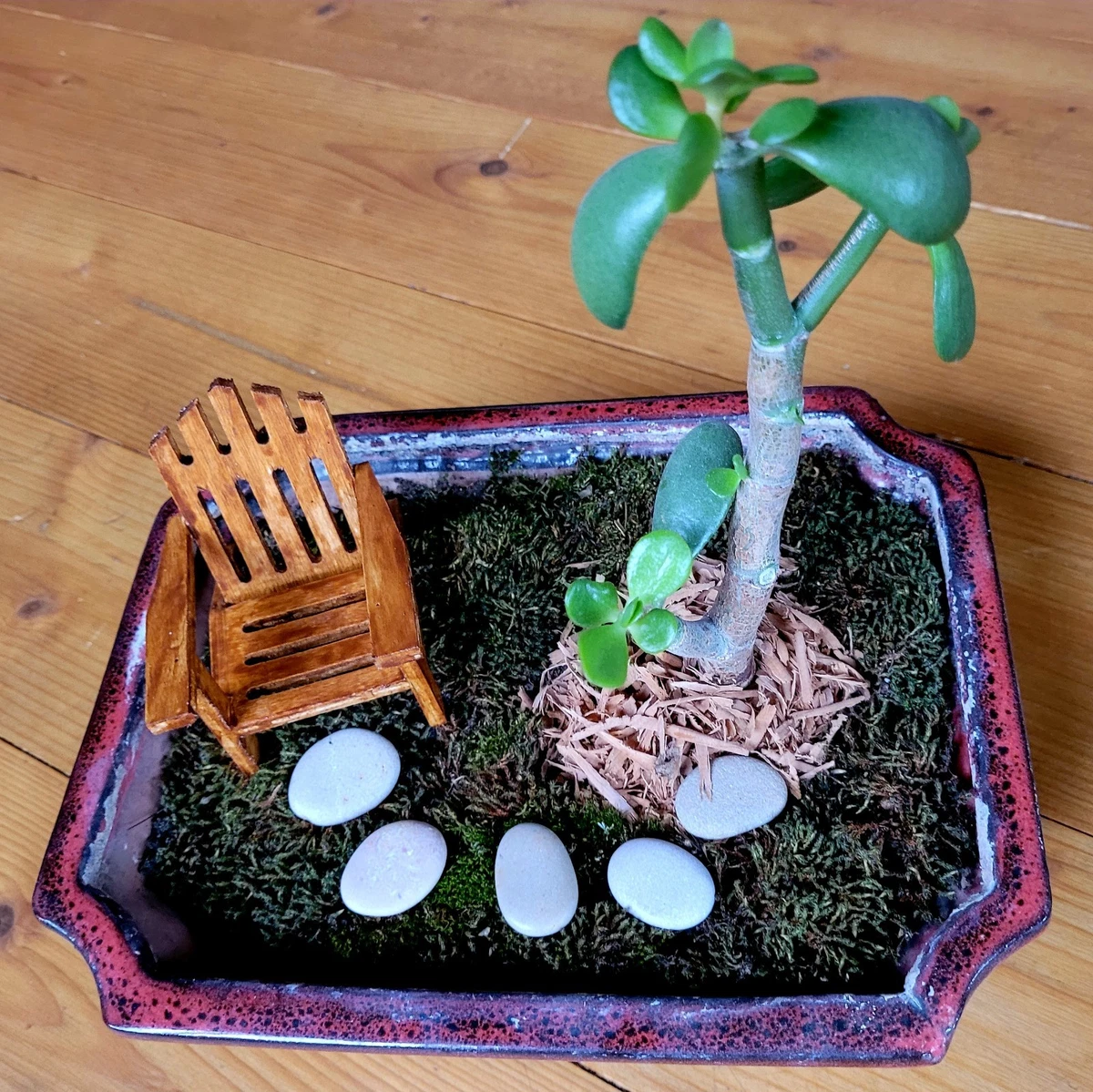 Pflanzen, Bonsai Crassula online kaufen | eBay.de