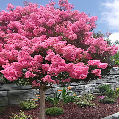 CRAPE MYRTLE TREE SEEDS Crepe (Lagerstroemia Indica) Fast Lilac Flower Plant  | eBay