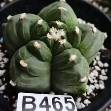 Astrophytum myriostigma kikko-Ariocarpus /gardening supplies/