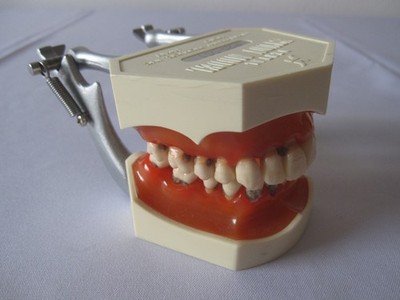 Zahngebiss- Parodontiemodel P2D-001, Parodontosemodel Nissin Dental Kyoto, Japan