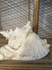Large Conch Seashell Spiral Pink White Ocean Seashell Beach Nautical Great Color — photo 7