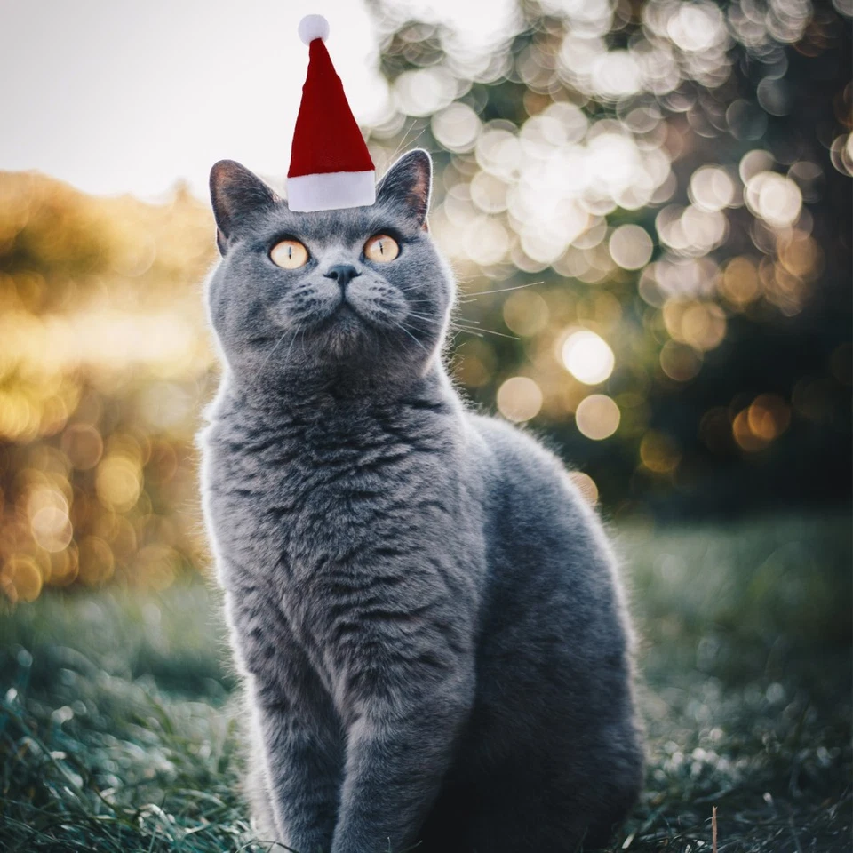 Mini Knitted Pet Hats Dog Outfits for Small Dogs Xmas Doll Scarf - Image 4 of 4