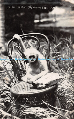 R300170 Gibbon Hylobates Spp F M S Postkarte