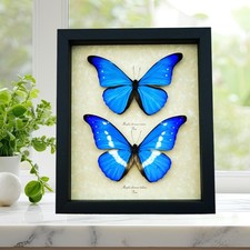 Morpho butterflies for collectors & artwork | Blue Morphos