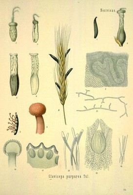 ''Claviceps purpurea Tul. .Originalgetreue Abbildung; 30x45cm ''