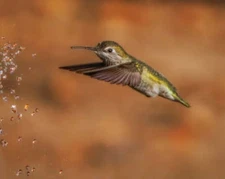 Anna’s Hummingbird Water Play - Joseph Fisher Fine Art Print Wildlife Bird 13x19