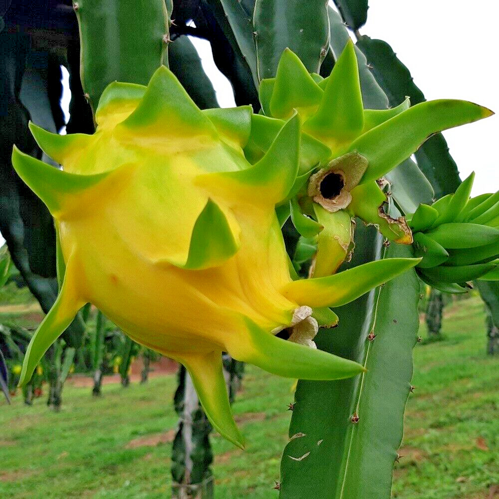 Yellow Dragon Fruit Plant
