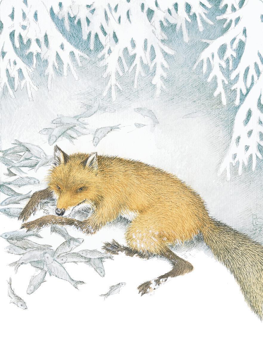 Thumbnail - Von Fuchs, Wolf Und Bär ... | Pirkko-liisa Surojegin | Buch | 175 S. |