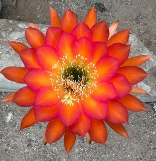 TRICHOCEREUS HÍBRIDO KA2021.59.23 Floración 18 cm