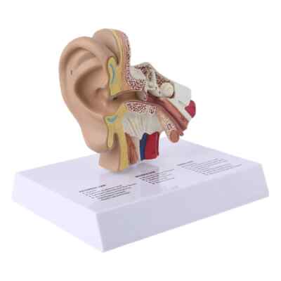 1.5Time Life Size Human Ear Model Scientific Anatomy Teaching Supplie Anatomical