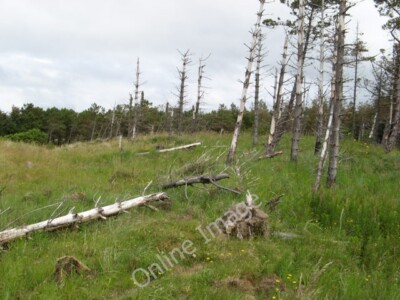 Photo 6x4 Dead trees Mullanasole Dead and almost-dead trees make a ...