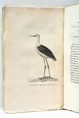 Histoire Naturelle de BUFFON dans un nouvel ordre Tome 33 Planches Paris 1826 - Picture 7 of 10