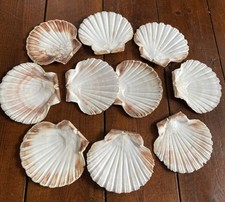 10 Scallop Shells Flat Job Lot Craft Wedding average size 13cm Natural Condition