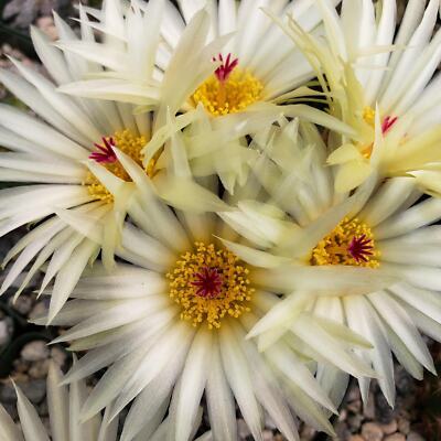 Notocactus elegans cactus Cacti Succulent real live plant