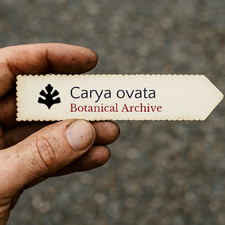 Carya ovata | Shagbark Hickory | 10 SEEDS - Shagbark