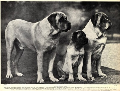 1930s Antique MASTIFF Dog Print Hellingly & Wantley Line Mastiff Print 6340e