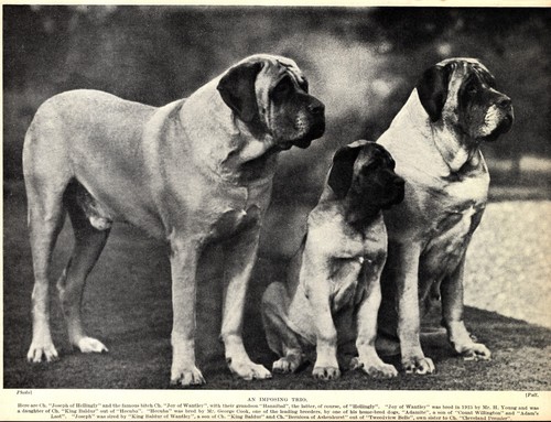 1930s Antique MASTIFF Dog Print Hellingly & Wantley Line Mastiff Print 6340e